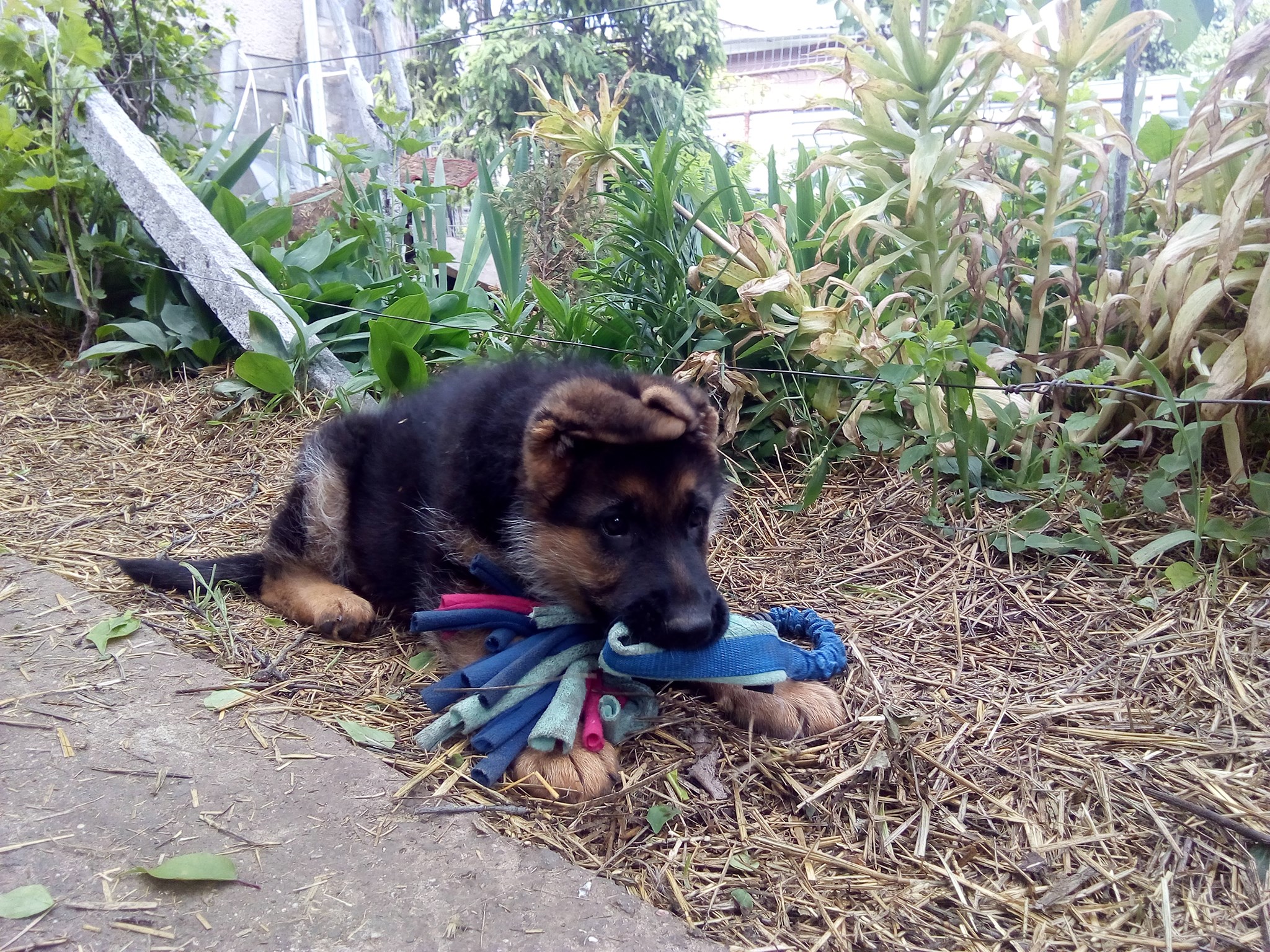 Cent_2 month 10 days_4.jpg